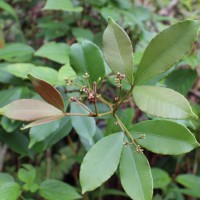 Zanthoxylum asiaticum (L.) Appelhans, Groppo & J.Wen